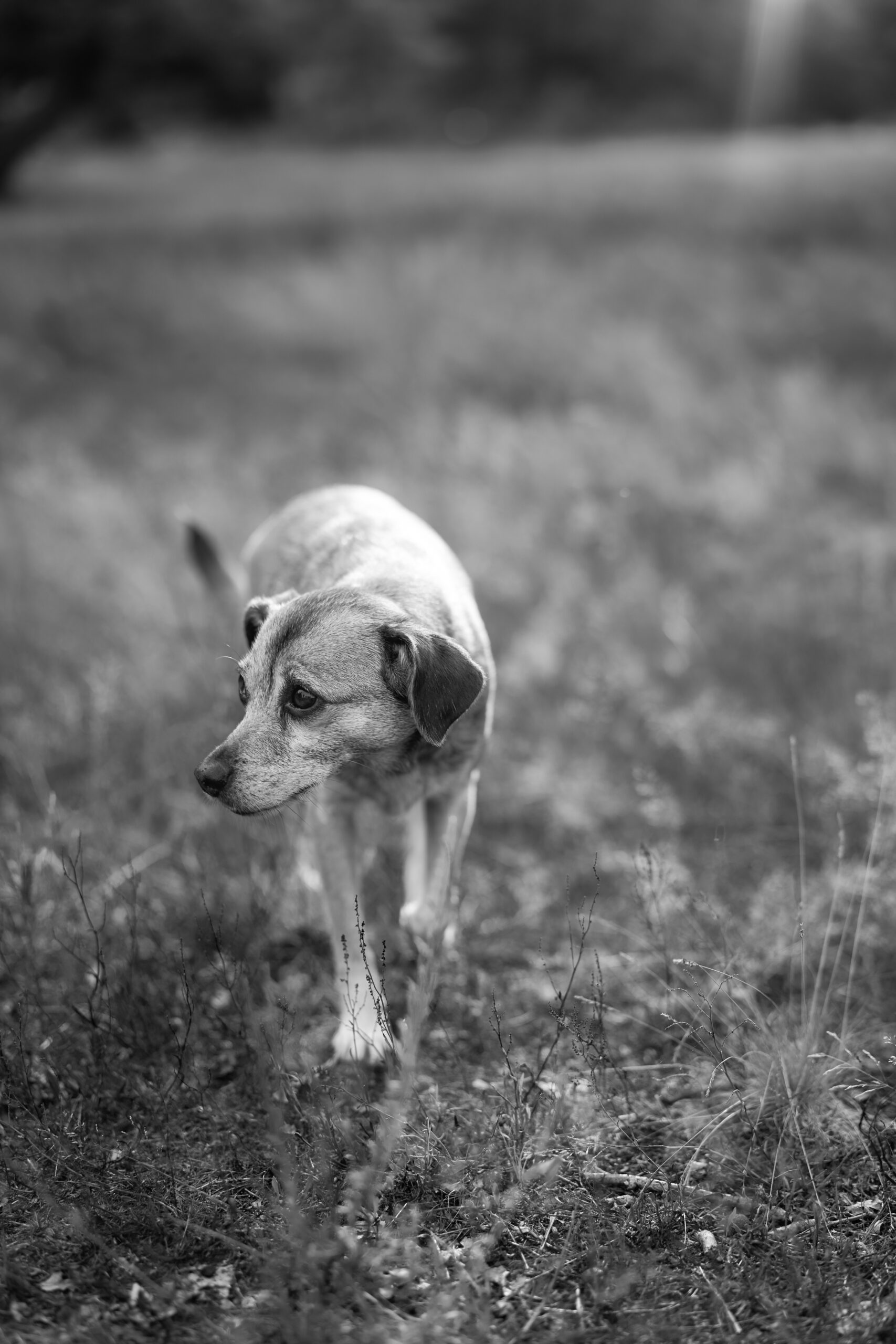 Schwarz - weiß Bild - Hund läuft auf Wiese und schaut nach rechts